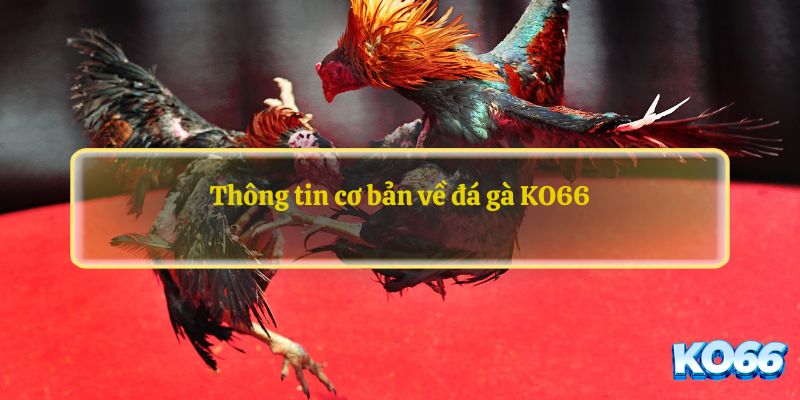 Thông tin cơ bản về đá gà KO66