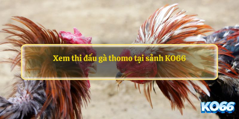 Xem thi đấu gà thomo tại sảnh KO66