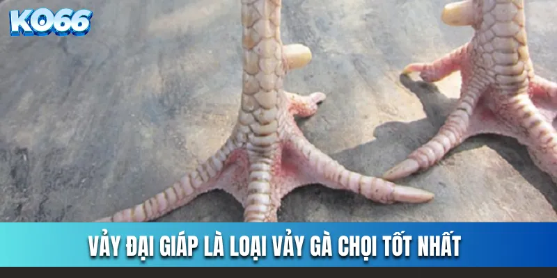 Vảy Đại Giáp là loại vảy gà chọi tốt nhất 