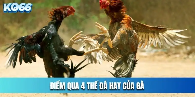 Điểm qua 4 thế đá hay của gà