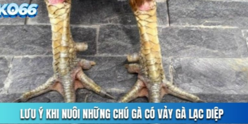 Lưu ý khi nuôi gà có vảy lạc diệp